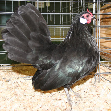 Black Rosecomb Hen