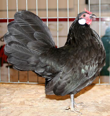 Black Rosecomb Hen