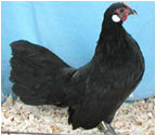 Black Rosecomb Pullet