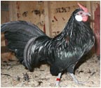 Black Rosecomb Rooster
