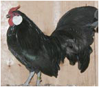 Black Rosecomb Rooster