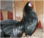Black Rosecomb Cockerel