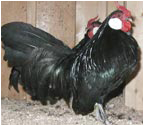 Black Rosecomb Rooster
