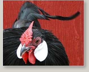 Black Rosecomb Rooster