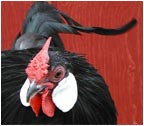 Black Rosecomb Rooster