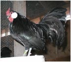 Black Rosecomb Rooster