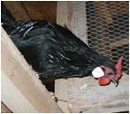 Black Rosecomb Rooster