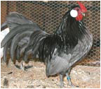 Blue Rosecomb Rooster