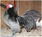 Blue Rosecomb Rooster