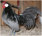 Blue Rosecomb Rooster