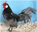 Blue Rosecomb Cockerel