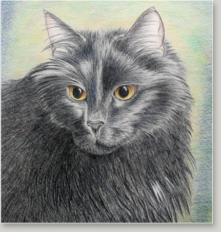 Cat Drawing