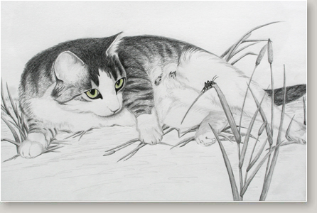 Cat Portraits