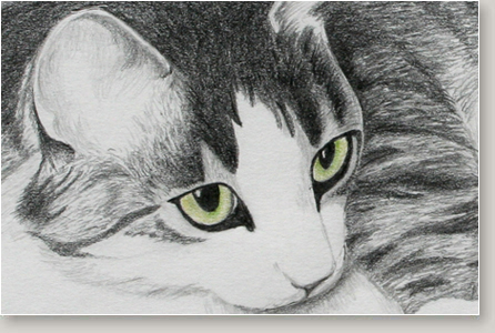 Cat Portraits