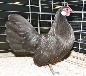 Black Rosecomb Pullet