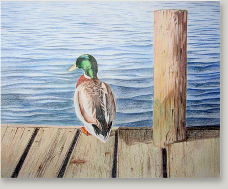 Duck Pencil Drawing