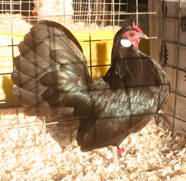 Black Rosecomb Hen