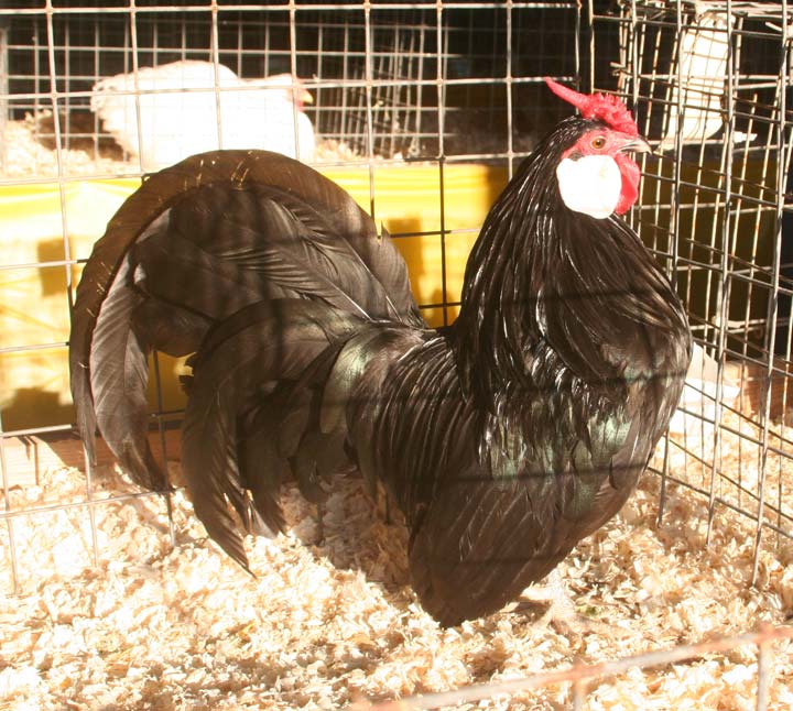 Black Rosecomb Rooster