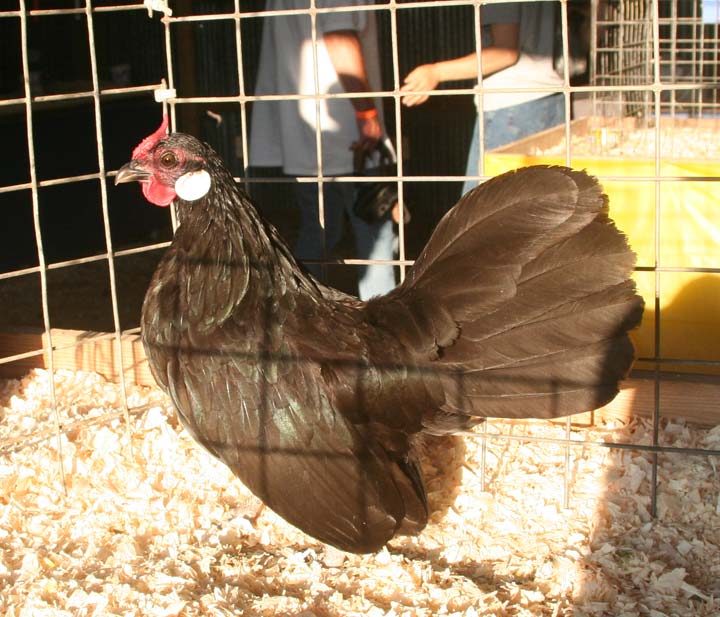 Black Rosecomb Hen