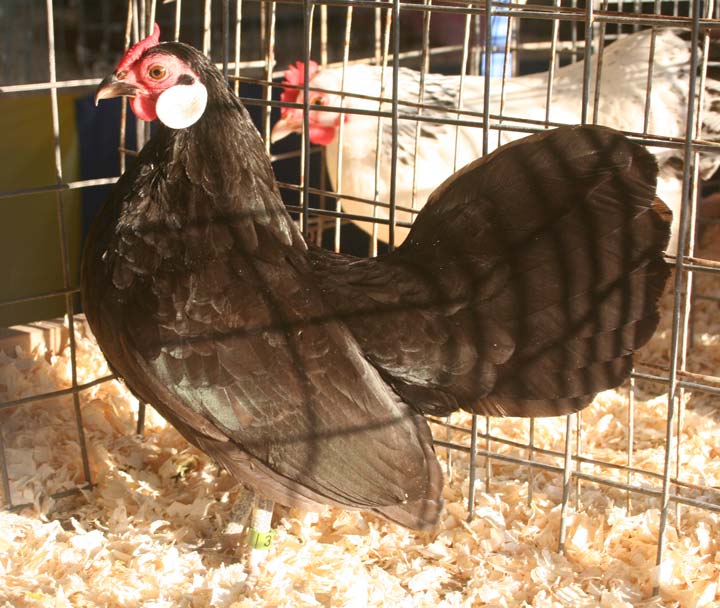 Black Rosecomb Hen