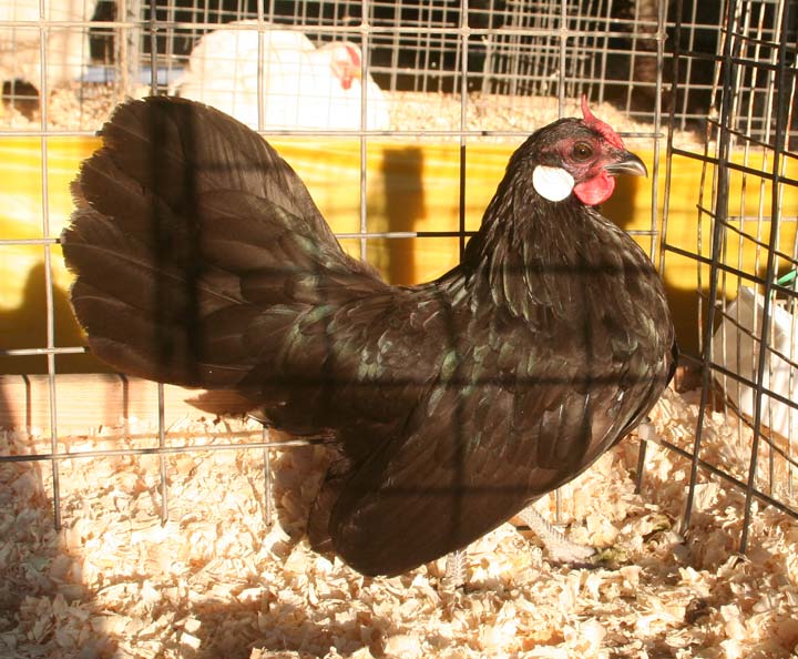 Black Rosecomb Hen