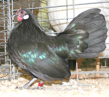 Black Rosecomb Pullet