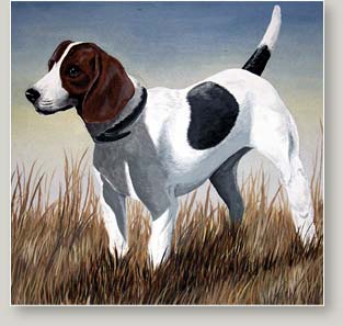 Pet Portraits