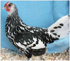 Hamburg Hen