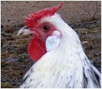 Hamburg Roosters