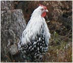 Hamburg Rooster