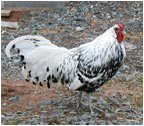 Hamburg Rooster