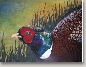 Pheasant Portrait