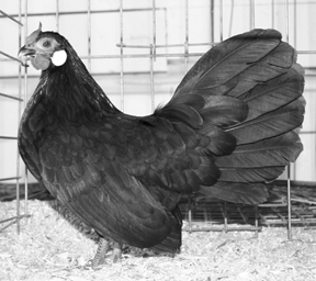 Black Rosecomb Pullet