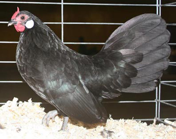 Black Rosecomb Pullet