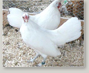 white rosecomb hens